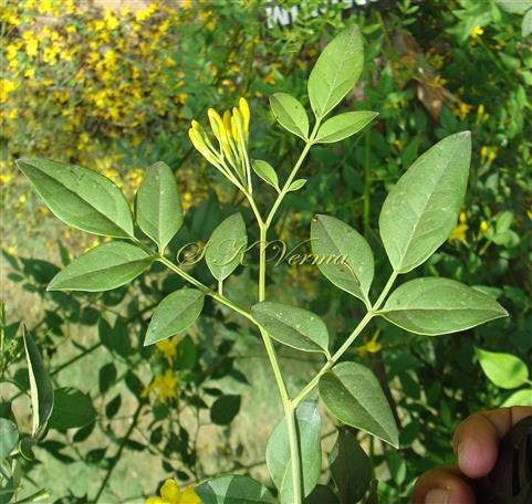 Pinnate leaves
